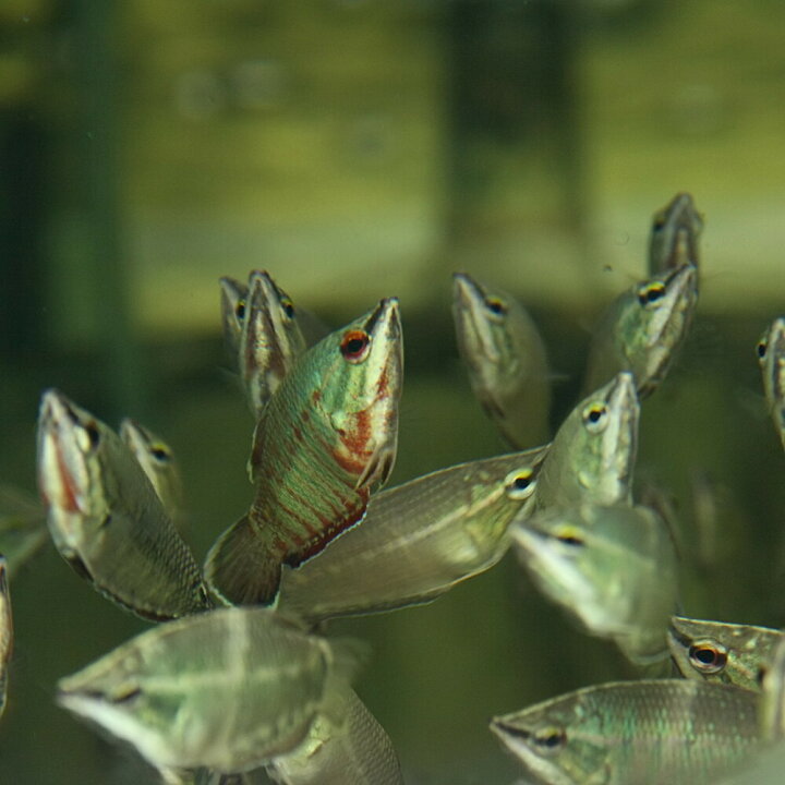 楽天市場 熱帯魚 生体 バイランティチョコレートグラミー 約３cm １匹 水槽 熱帯魚 観賞魚 飼育 生体 通販 販売 アクアリウム あくありうむ 小型 ネオス 楽天市場店