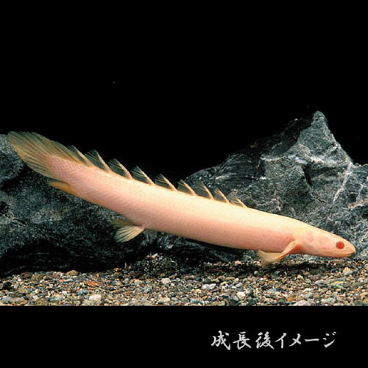楽天市場】(熱帯魚)アルビノ ポリプテルスセネガルス (約6cm)(10匹 