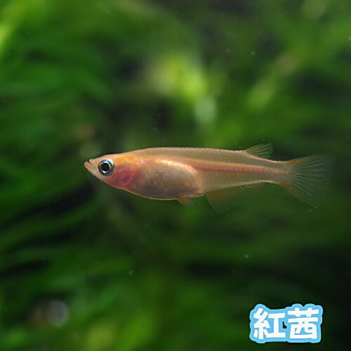 楽天市場 今だけ エサ用ミジンコ付 めだか 紅茜メダカ １匹 水槽 熱帯魚 観賞魚 飼育 生体 通販 販売 アクアリウム あくありうむ 小型 ネオス 楽天市場店
