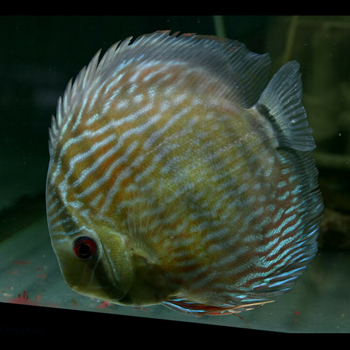 楽天市場 熱帯魚 生体 ヘッケルディスカス ワイルド マリマリ産 約12cm 1匹 水槽 熱帯魚 観賞魚 飼育 生体 通販 販売 アクアリウム あくありうむ 小型 ネオス 楽天市場店 楽天市場 熱帯魚 生体 ヘッケルディスカス ワイルド マリマリ産 約12cm 1匹 水槽 熱帯魚 観賞魚 飼育 生体 通販 販売 アクアリウム あくありうむ 小型 ネオス 楽天市場店