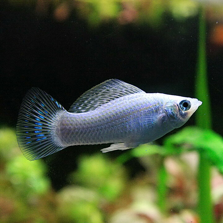 楽天市場 熱帯魚 生体 シルバーモーリー 約３ ４cm ２０匹 水槽 熱帯魚 観賞魚 飼育 生体 通販 販売 アクアリウム あくありうむ 小型 ネオス 楽天市場店