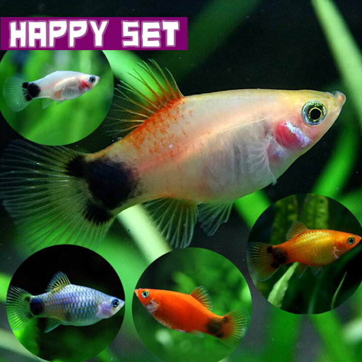 楽天市場 熱帯魚 生体 バリューセット ミックス ミッキーマウスプラティ 約３cm ８匹 水槽 熱帯魚 観賞魚 飼育 生体 通販 販売 アクアリウム あくありうむ 小型 ネオス 楽天市場店