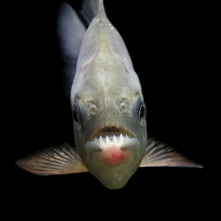 楽天市場 熱帯魚 生体 ピラニア ピラヤ 約12 14cm １匹 水槽 熱帯魚 観賞魚 飼育 生体 通販 販売 アクアリウム あくありうむ 小型 ネオス 楽天市場店