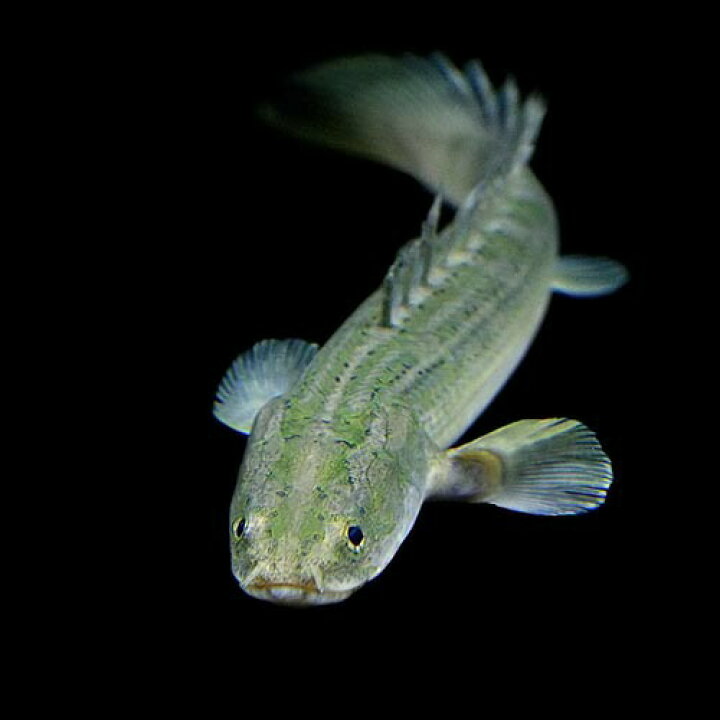楽天市場】(熱帯魚 生体)ポリプテルス ラプラディ【ワイルド・ギニア産 