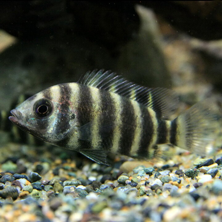 楽天市場 熱帯魚 生体 ティラピア バチコフェリー ３cm １匹 水槽 熱帯魚 観賞魚 飼育 生体 通販 販売 アクアリウム あくありうむ 小型 ネオス 楽天市場店