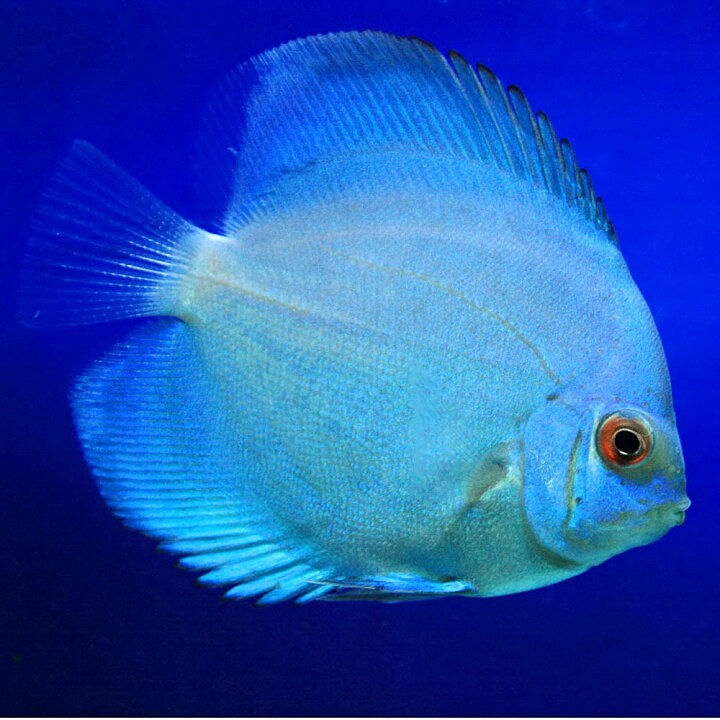 楽天市場】(熱帯魚 生体)スーパーブルーダイヤモンドディスカス 