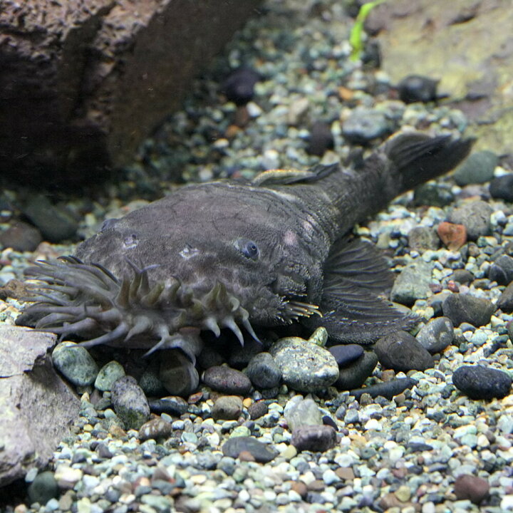楽天市場 熱帯魚 生体 マツブッシープレコ 約5cm １匹 水槽 熱帯魚 観賞魚 飼育 生体 通販 販売 アクアリウム あくありうむ ネオス 楽天市場店