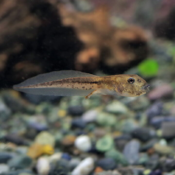 楽天市場 両生類 アマゾンツノガエル おたまじゃくし １匹 水槽 熱帯魚 観賞魚 飼育 生体 通販 販売 アクアリウム あくありうむ 小型 ネオス 楽天市場店