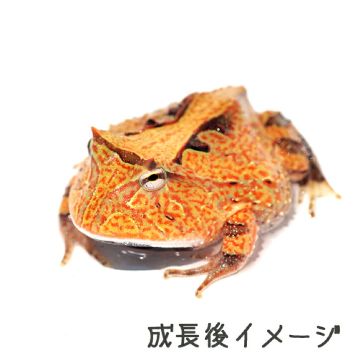 楽天市場】(両生類)アマゾンツノガエル おたまじゃくし （1匹）【水槽 