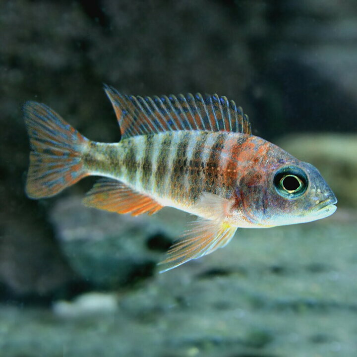 楽天市場 熱帯魚 生体 オレンジピーコックシクリッド 約５cm １匹 水槽 熱帯魚 観賞魚 飼育 生体 通販 販売 アクアリウム あくありうむ 小型 ネオス 楽天市場店