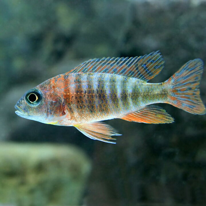 楽天市場 熱帯魚 生体 オレンジピーコックシクリッド 約５cm １匹 水槽 熱帯魚 観賞魚 飼育 生体 通販 販売 アクアリウム あくありうむ 小型 ネオス 楽天市場店