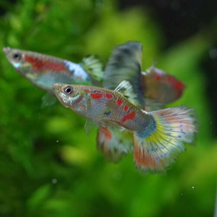 楽天市場 熱帯魚 生体 フラワーモザイクグッピー 外国産 約３cm ３ペア 水槽 熱帯魚 観賞魚 飼育 生体 通販 販売 アクアリウム あくありうむ 小型 ネオス 楽天市場店