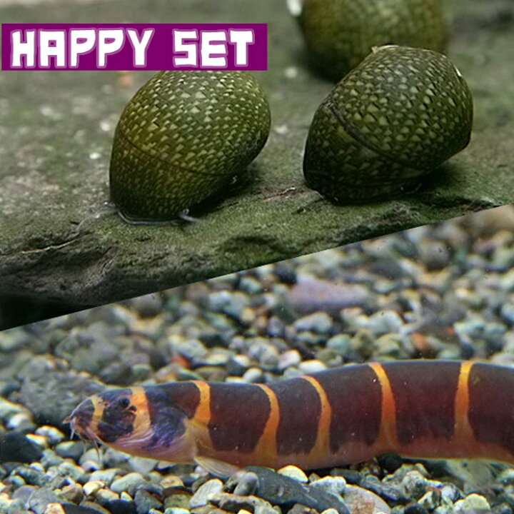 楽天市場 熱帯魚 貝 バリューセット クーリーローチ 約４ ５cm ３匹 石巻貝 １０匹 ネッタイギョ 水槽 熱帯魚 観賞魚 飼育 生体 通販 販売 アクアリウム あくありうむ 小型 ネオス 楽天市場店