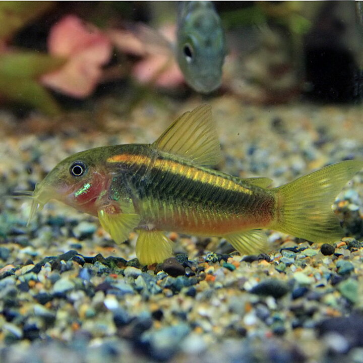 楽天市場 熱帯魚 生体 コリドラス イルミネータスゴールド 約3cm 1匹 水槽 熱帯魚 観賞魚 飼育 生体 通販 販売 アクアリウム あくありうむ 小型 ネオス 楽天市場店 楽天市場 熱帯魚 生体 コリドラス イルミネータスゴールド 約3cm 1匹 水槽 熱帯魚 観賞魚 飼育 生体 通販 販売 アクアリウム あくありうむ 小型 ネオス 楽天市場店