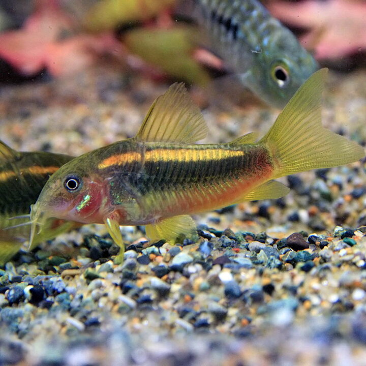 楽天市場 熱帯魚 生体 コリドラス イルミネータスゴールド 約3cm 1匹 水槽 熱帯魚 観賞魚 飼育 生体 通販 販売 アクアリウム あくありうむ 小型 ネオス 楽天市場店 楽天市場 熱帯魚 生体 コリドラス イルミネータスゴールド 約3cm 1匹 水槽 熱帯魚 観賞魚 飼育 生体 通販 販売 アクアリウム あくありうむ 小型 ネオス 楽天市場店