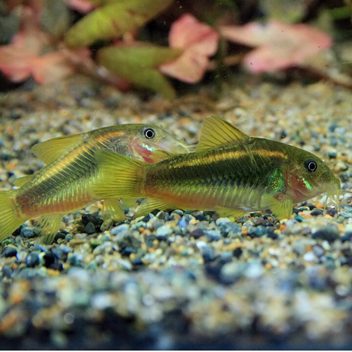 楽天市場 熱帯魚 生体 コリドラス イルミネータスゴールド 約3cm 1匹 水槽 熱帯魚 観賞魚 飼育 生体 通販 販売 アクアリウム あくありうむ 小型 ネオス 楽天市場店 楽天市場 熱帯魚 生体 コリドラス イルミネータスゴールド 約3cm 1匹 水槽 熱帯魚 観賞魚 飼育 生体 通販 販売 アクアリウム あくありうむ 小型 ネオス 楽天市場店