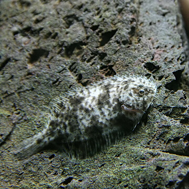 楽天市場 熱帯魚 生体 北米淡水カレイ 約３cm １匹 水槽 熱帯魚 観賞魚 飼育 生体 通販 販売 アクアリウム あくありうむ 小型 ネオス 楽天市場店