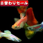 (熱帯魚)( 日替わり限定)ミックスグッピー【外国産】（約3cm）（5ペア）(1匹あたり 130円)【水槽/熱帯魚/観賞魚/飼育】【通販/販売】【アクアリウム/あくありうむ】【小型】