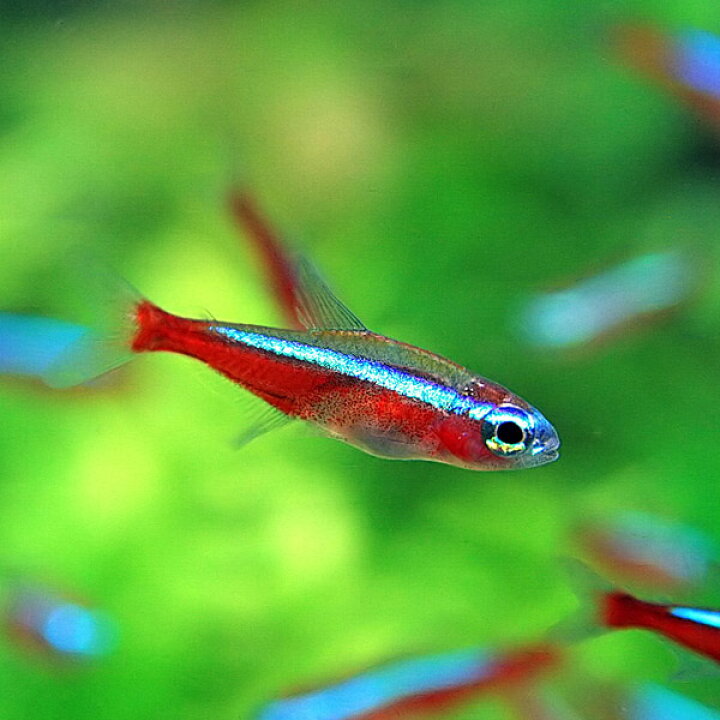楽天市場 熱帯魚 カージナルテトラ ブリード Mサイズ 約１ ５ ２cm ５匹 水槽 熱帯魚 観賞魚 飼育 生体 通販 販売 アクアリウム あくありうむ 小型 ネオス 楽天市場店