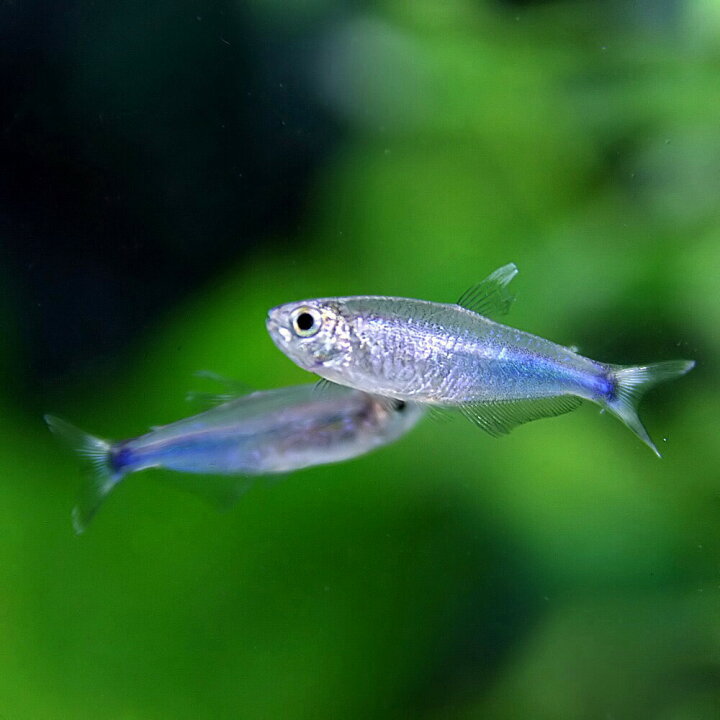 楽天市場 熱帯魚 生体 スカイブルーテトラ 約３cm ３匹 水槽 熱帯魚 観賞魚 飼育 生体 通販 販売 アクアリウム あくありうむ 小型 ネオス 楽天市場店