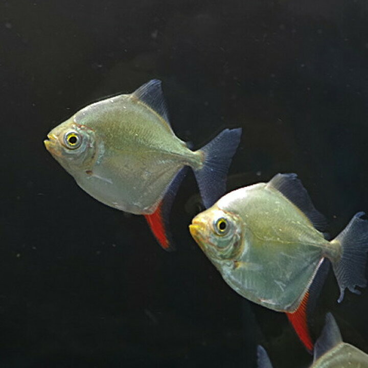 楽天市場】(熱帯魚)レッドフックメチニス （約6-7cm）（1匹）【水槽 