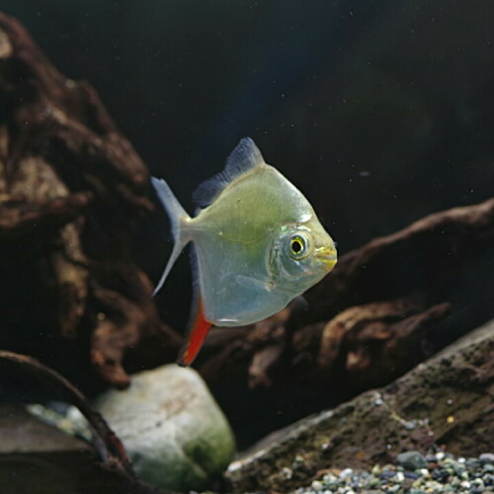 楽天市場】(熱帯魚)レッドフックメチニス （約6-7cm）（1匹）【水槽 