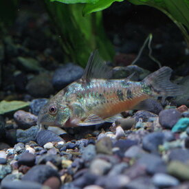 (熱帯魚 生体)コリドラス　パレアタス　（約3cm）（3匹）