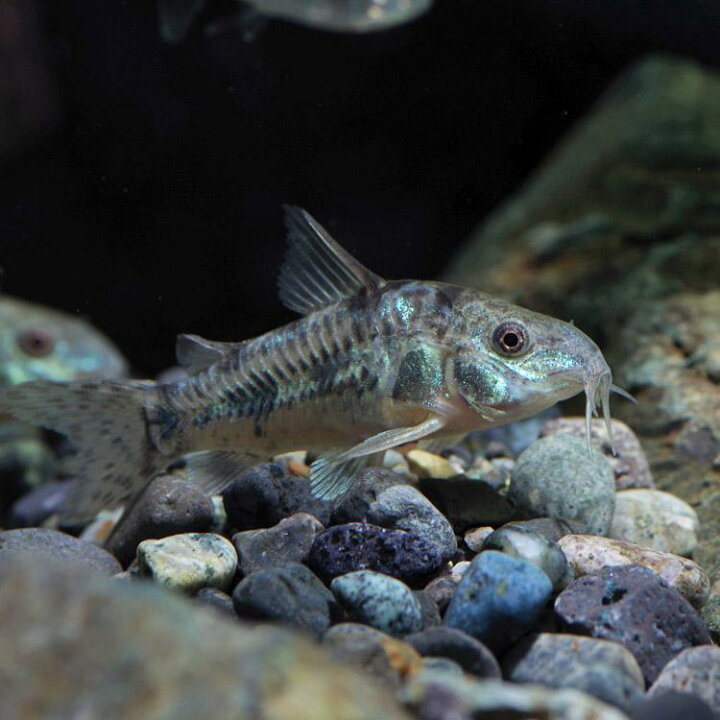 楽天市場 熱帯魚 生体 コリドラス パレアタス 約３cm ３０匹 水槽 熱帯魚 観賞魚 飼育 生体 通販 販売 アクアリウム あくありうむ ネオス 楽天市場店