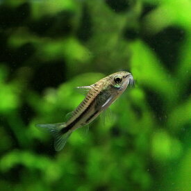 楽天市場 コリドラス ピグミー 餌の通販