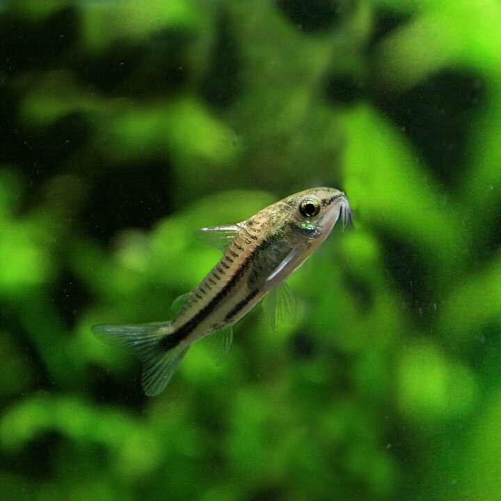 楽天市場 熱帯魚 生体 コリドラス ピグミー 約１ ５cm ５匹 水槽 熱帯魚 観賞魚 飼育 生体 通販 販売 アクアリウム あくありうむ 小型 ネオス 楽天市場店