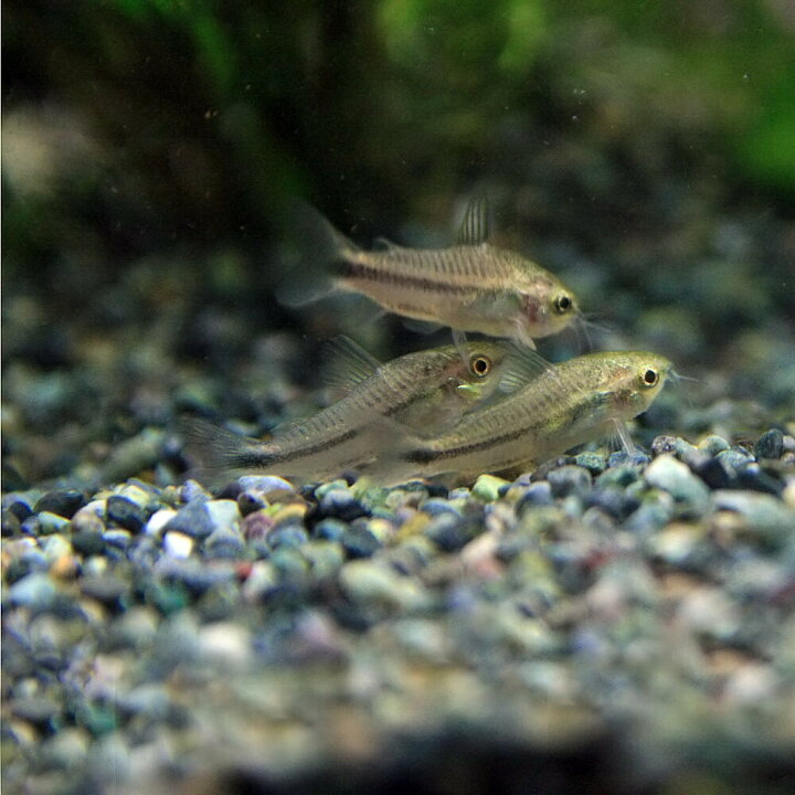 楽天市場 熱帯魚 生体 コリドラス ピグミー 約１ ５cm ５匹 水槽 熱帯魚 観賞魚 飼育 生体 通販 販売 アクアリウム あくありうむ 小型 ネオス 楽天市場店