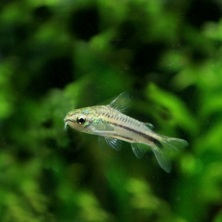 楽天市場 熱帯魚 生体 コリドラス ピグミー 約１ ５cm ５匹 水槽 熱帯魚 観賞魚 飼育 生体 通販 販売 アクアリウム あくありうむ 小型 ネオス 楽天市場店