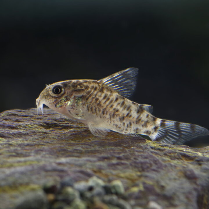 楽天市場】(熱帯魚 生体)コリドラス ゼブリーナ【ワイルド】 （約3cm 