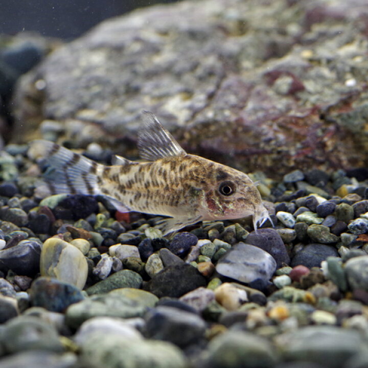 楽天市場】(熱帯魚 生体)コリドラス ゼブリーナ【ワイルド】 （約3cm 