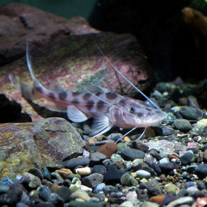 楽天市場】(熱帯魚 生体)レオパードピライーバキャット （約7-8cm 