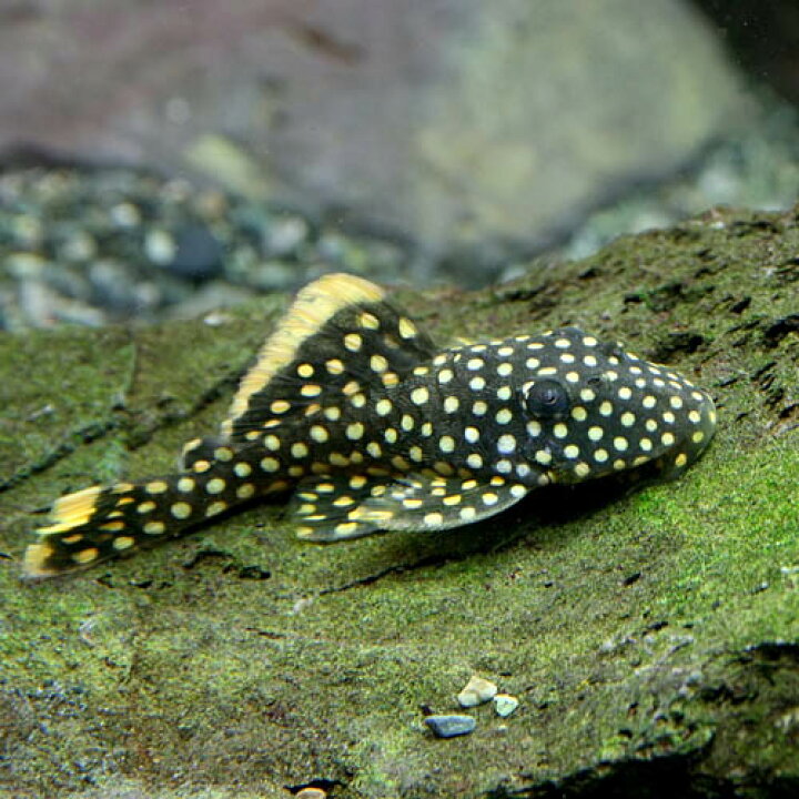 楽天市場】(熱帯魚 生体)オレンジフィンカイザープレコ （約5cm）（1 