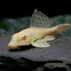 (熱帯魚)アルビノセルフィンプレコ　（約5cm）（1匹）