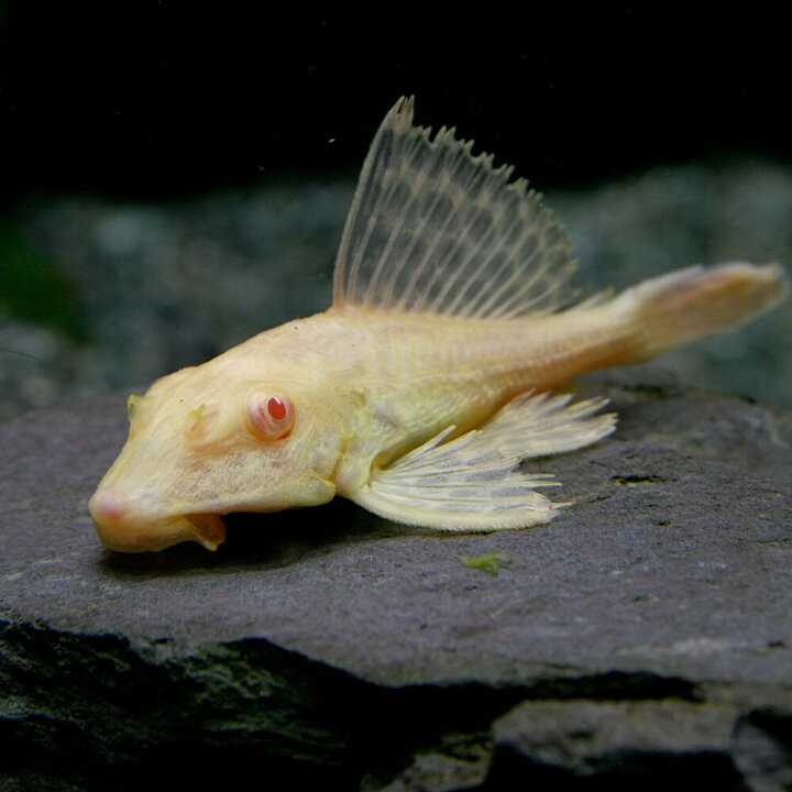 楽天市場 熱帯魚 生体 アルビノセルフィンプレコ 約５cm １匹 水槽 熱帯魚 観賞魚 飼育 生体 通販 販売 アクアリウム あくありうむ 小型 ネオス 楽天市場店