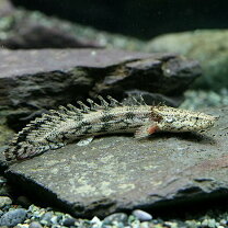 楽天市場】ポリプテルス エンドリケリー（観賞魚｜熱帯魚 