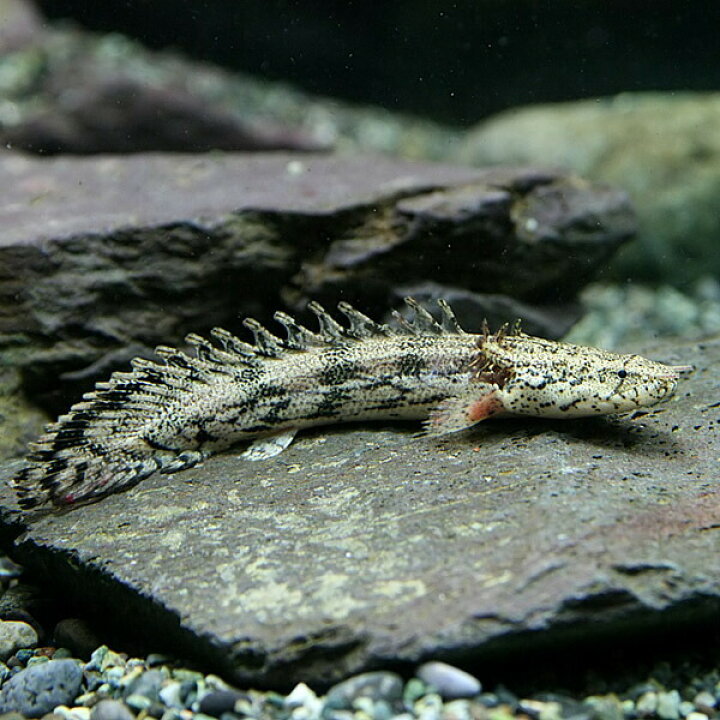 楽天市場 熱帯魚 生体 ポリプテルス エンドリケリー 約６ ８cm １０匹 ネッタイギョ ネッタイギョ 水槽 熱帯魚 観賞魚 飼育 生体 通販 販売 アクアリウム あくありうむ 小型 ネオス 楽天市場店