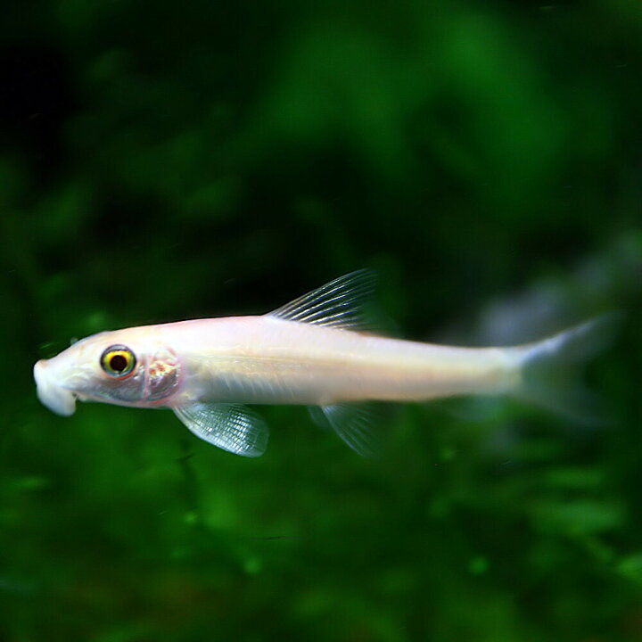 楽天市場 熱帯魚 生体 ゴールデンアルジイーター 約４cm ３匹 水槽 熱帯魚 観賞魚 飼育 生体 通販 販売 アクアリウム あくありうむ ネオス 楽天市場店