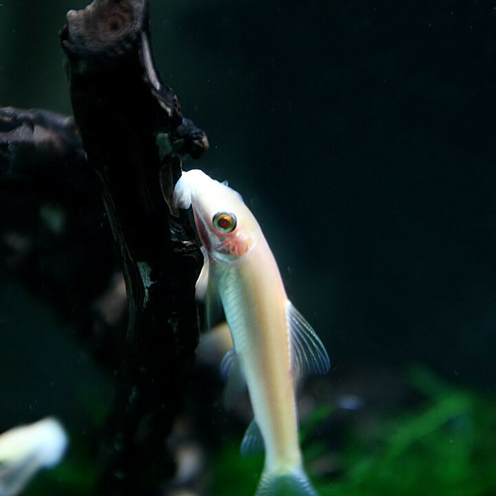楽天市場 熱帯魚 生体 ゴールデンアルジイーター 約４cm ３匹 水槽 熱帯魚 観賞魚 飼育 生体 通販 販売 アクアリウム あくありうむ 小型 ネオス 楽天市場店