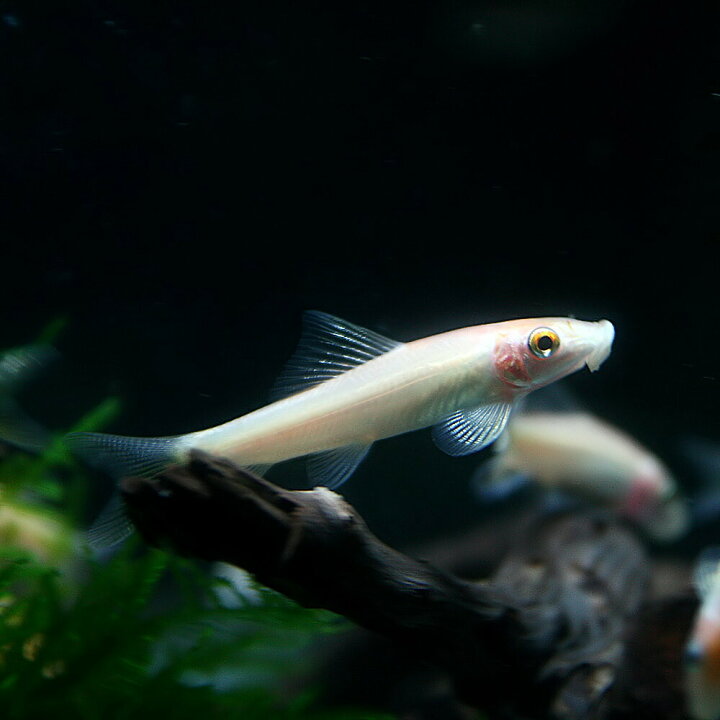 楽天市場 熱帯魚 生体 ゴールデンアルジイーター 約４cm ３匹 水槽 熱帯魚 観賞魚 飼育 生体 通販 販売 アクアリウム あくありうむ 小型 ネオス 楽天市場店