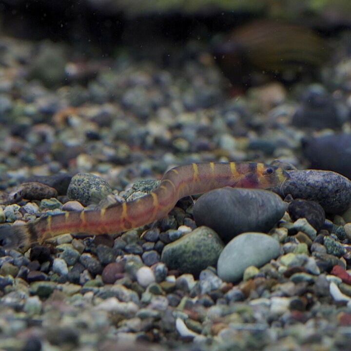 楽天市場 熱帯魚 生体 クーリーローチ 約４ ５cm ３０匹 水槽 熱帯魚 観賞魚 飼育 生体 通販 販売 アクアリウム あくありうむ 小型 ネオス 楽天市場店