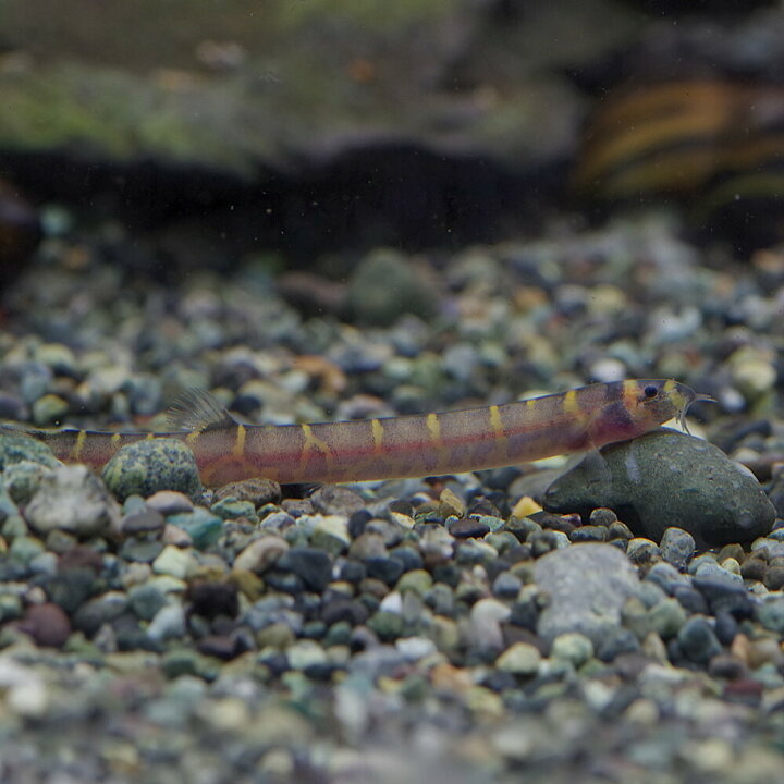 楽天市場 熱帯魚 生体 クーリーローチ 約4 5cm 30匹 水槽 熱帯魚 観賞魚 飼育 生体 通販 販売 アクアリウム あくありうむ 小型 ネオス 楽天市場店 楽天市場 熱帯魚 生体 クーリーローチ 約4 5cm 30匹 水槽 熱帯魚 観賞魚 飼育 生体 通販 販売 アクアリウム あくありうむ 小型 ネオス 楽天市場店