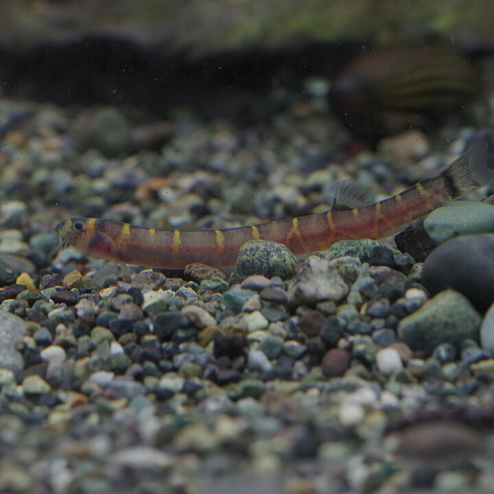 楽天市場 熱帯魚 生体 クーリーローチ 約4 5cm 30匹 水槽 熱帯魚 観賞魚 飼育 生体 通販 販売 アクアリウム あくありうむ 小型 ネオス 楽天市場店 楽天市場 熱帯魚 生体 クーリーローチ 約4 5cm 30匹 水槽 熱帯魚 観賞魚 飼育 生体 通販 販売 アクアリウム あくありうむ 小型 ネオス 楽天市場店