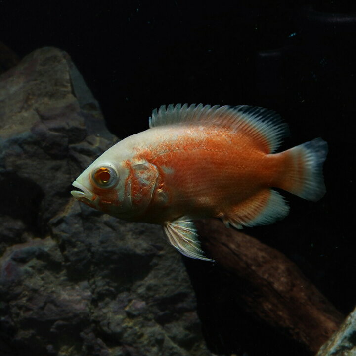 楽天市場】(熱帯魚 生体)アルビノレッドオスカー （約4cm）（1匹 