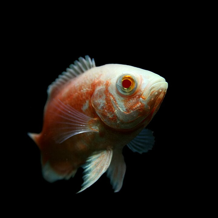 69 Off 熱帯魚 タイガーオスカー 約4cm 1匹 Shipsctc Org