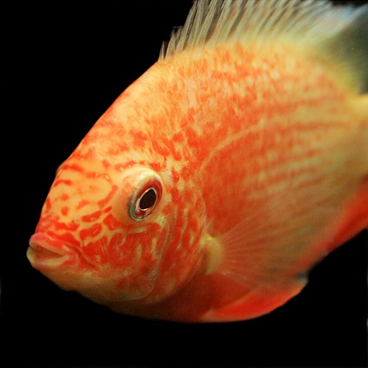 楽天市場】(熱帯魚 生体)レッドスポットゴールデンセベラム （約6cm 