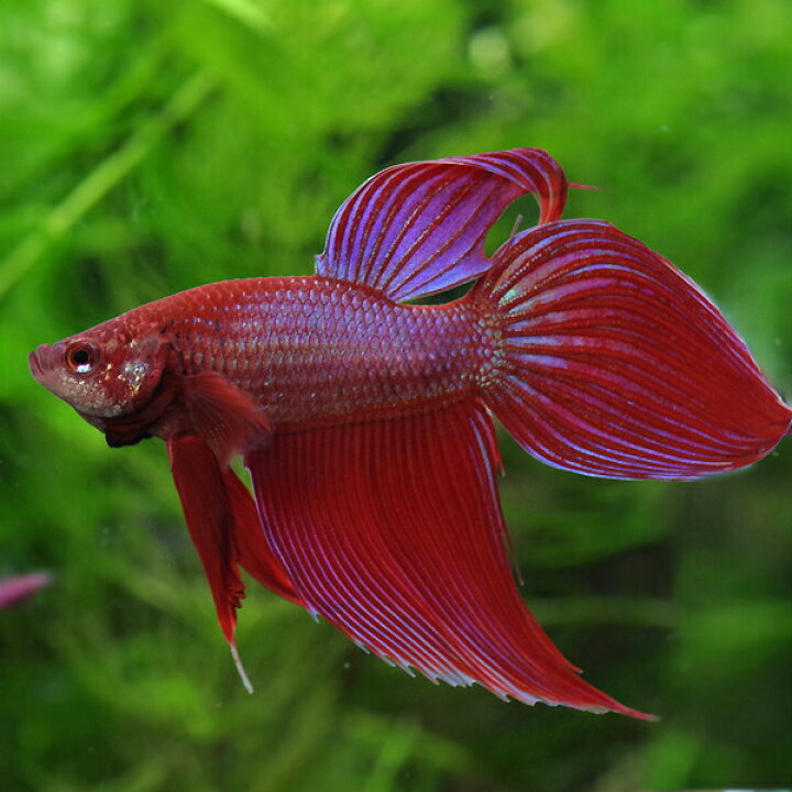 楽天市場 熱帯魚 生体 ベタ トラディショナル オス パステル系 約５cm １匹 水槽 熱帯魚 観賞魚 飼育 生体 通販 販売 アクアリウム あくありうむ 小型 ネオス 楽天市場店
